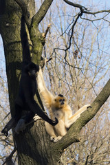 Yellow-cheeked gibbon