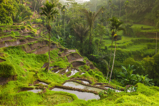Beautiful rice terraces in the moring light near Tegallalang village, Ubud, Bali, Indonesia.