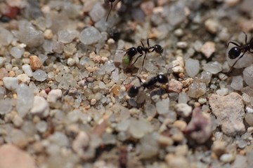 Ants carrying food