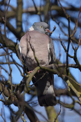 Common Wood Pigeon, Wood Pigeon, Columba palumbus