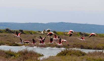 Fenicotteri Sardegna barche © erminiatanda