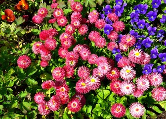 Frühlingsblumenmix aus Stiefmütterchen und Tausendschönchen Bellis blau-rosa