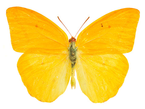 apricot sulphur butterfly