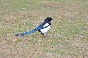 magpie model