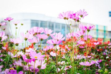 Closeup on cosmos flowers.Beautiful flowers in the garden.