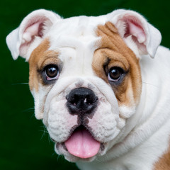 Fototapeta premium english bulldog