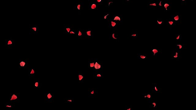 falling petals roses 3d animation on white and black background with alpha channel