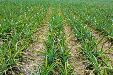 Naklejka premium Pineapple fields