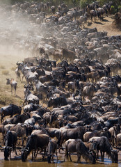 Big herd of wildebeest is about Mara River. Great Migration. Kenya. Tanzania. Masai Mara National...