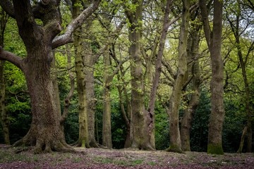Fototapeta na wymiar English woods