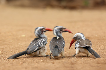 The southern red-billed hornbill (Tockus rufirostris), group of birds on the ground