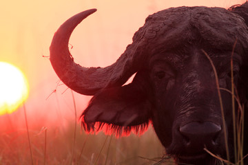 Cape buffalo (Syncerus caffer) in the sunset