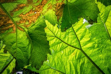 Large leaf texture