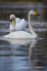 Obraz premium Whooper Swan