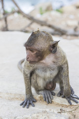 Macaque monkey with long tale