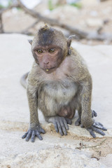 Macaque monkey with long tale