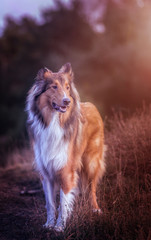 Collie at the sunset in the woods/field/heath