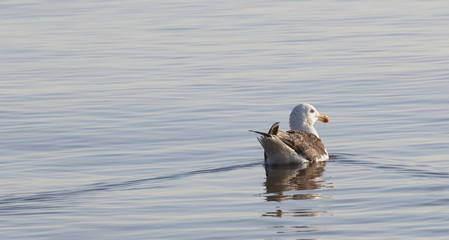 Albatross swimming