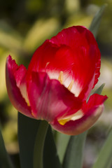 Fototapeta premium tulip in the garden