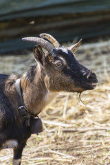 goat in the farm
