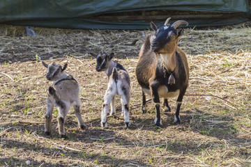 goat in the farm