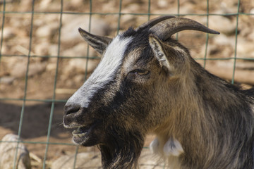 goat in the farm