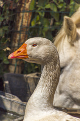 goose in the farm