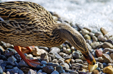 Brown duck eating bread by hte water of a lake. Garda, Italy