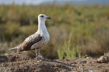 gaviota
