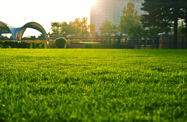 Green grass field in a park at sunset lights.
