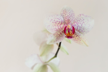 Stem orchid flower white with pink spots. Neutral background