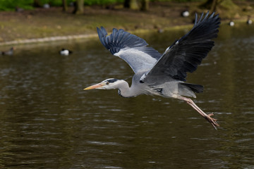 Grey Heron, Ardea cinerea