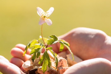 Hackschnitzel - Nachhaltige Energie