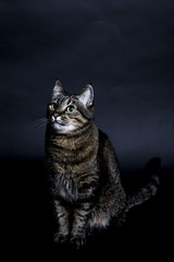 Obraz premium Domestic Tabby Cat Sitting and Looking Upwards