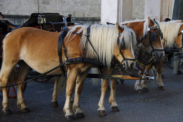 Fototapeta na wymiar Kutschpferde auf dem Residenzplatz in Salzburg