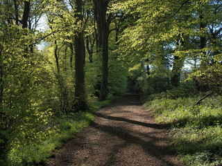 Fototapeta premium Spring trees