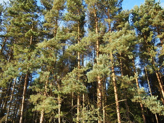 Fototapeta premium Pine trees with blue sky