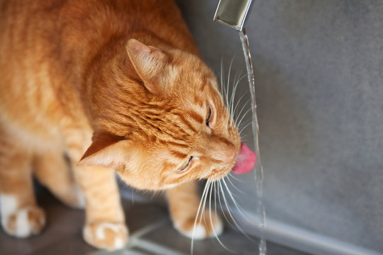 Red Cat Drinks Water From Faucet