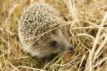The muzzle of the European wild hedgehog in the hay © kulikovskaia