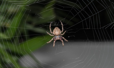 spider
