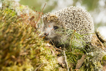European wild hedgehog in the woods © kulikovskaia