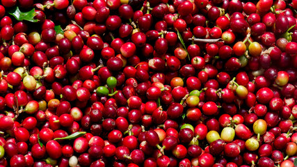 Coffee beans ripening