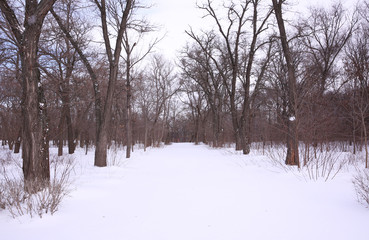 Beautiful winter alley