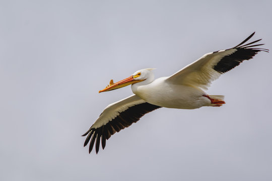 American White Pelican