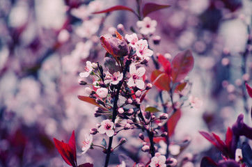 Blurred cherry-tree flowers as a floral background (shallow DOF with selective focus on the buds, retro style)