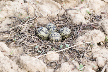 Eggs in the nest of Lapwing (Vanellus vanellus)