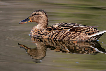 Canard