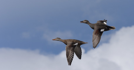 Gadwall - Pair in flight.
