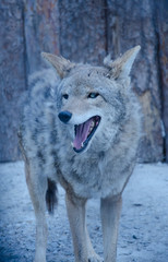 Angry wolf (in blue tones, retro style), selective focus on the eyes