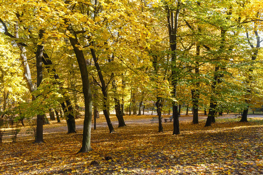 Autumn city park.